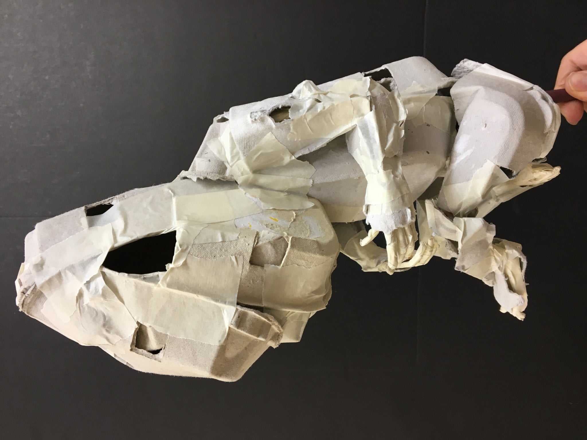 Embryo form taking shape