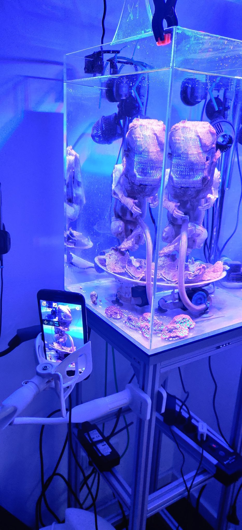 Ready for coral planting