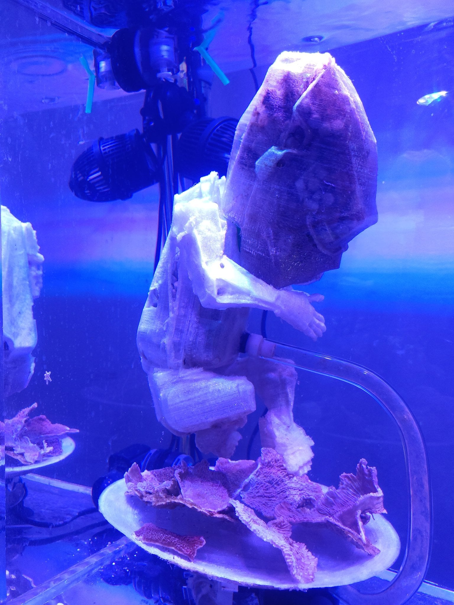 First coral fragments prepared