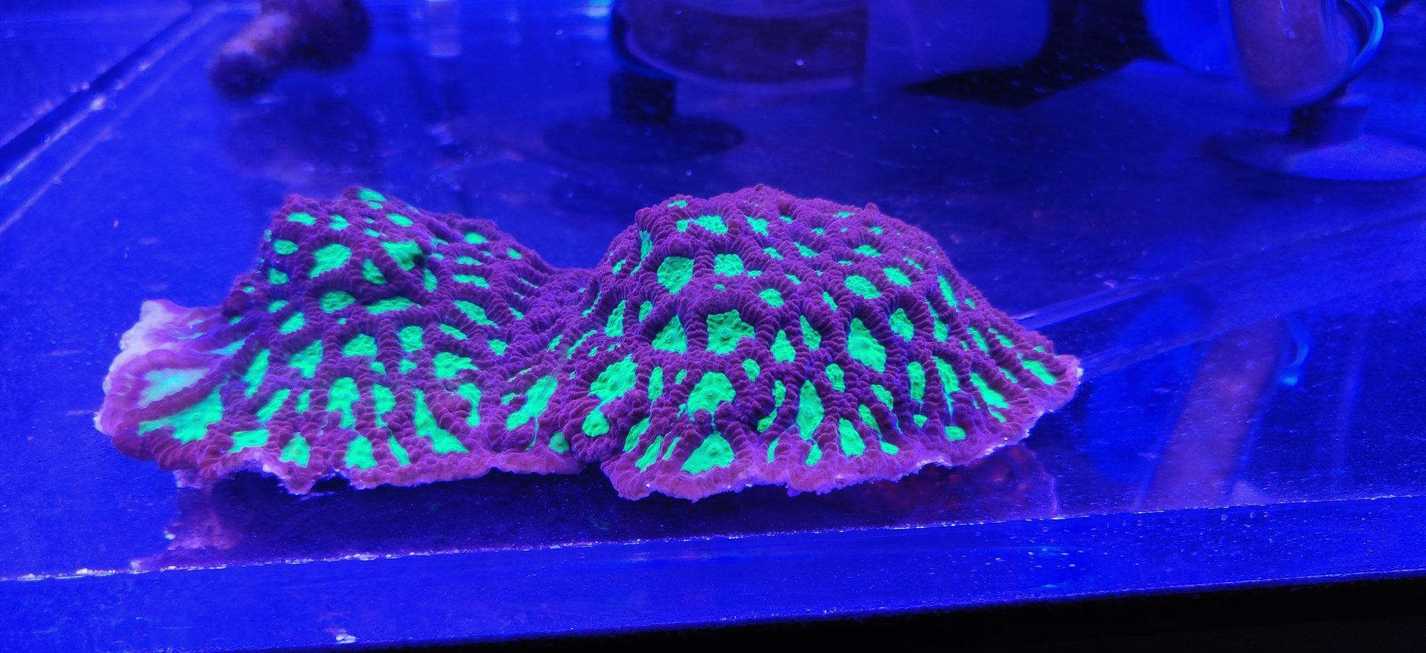 Remote planting setup during COVID-19