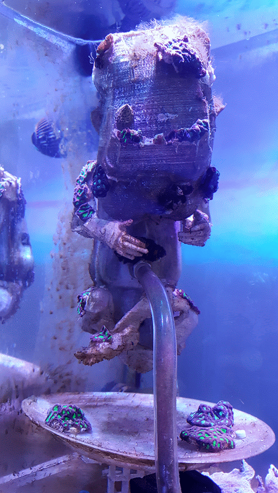 Coral growth timelapse