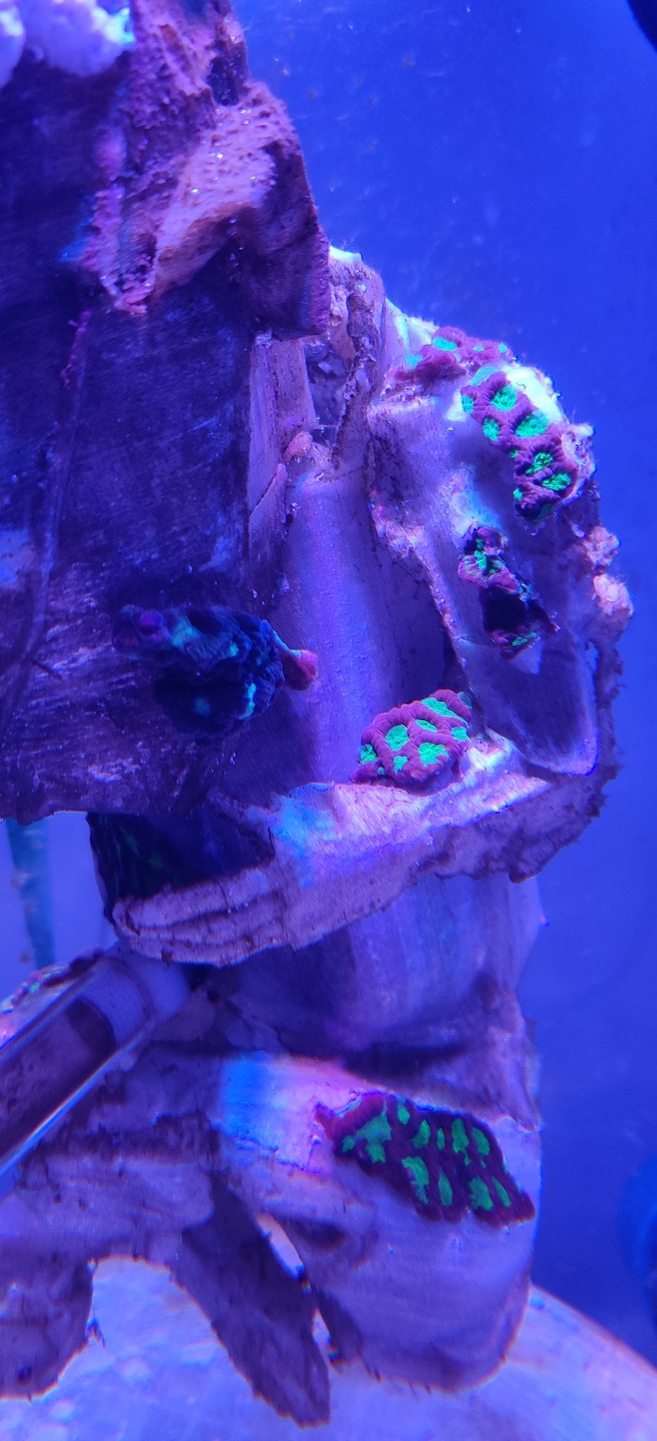 Algae cleaning by invertebrates