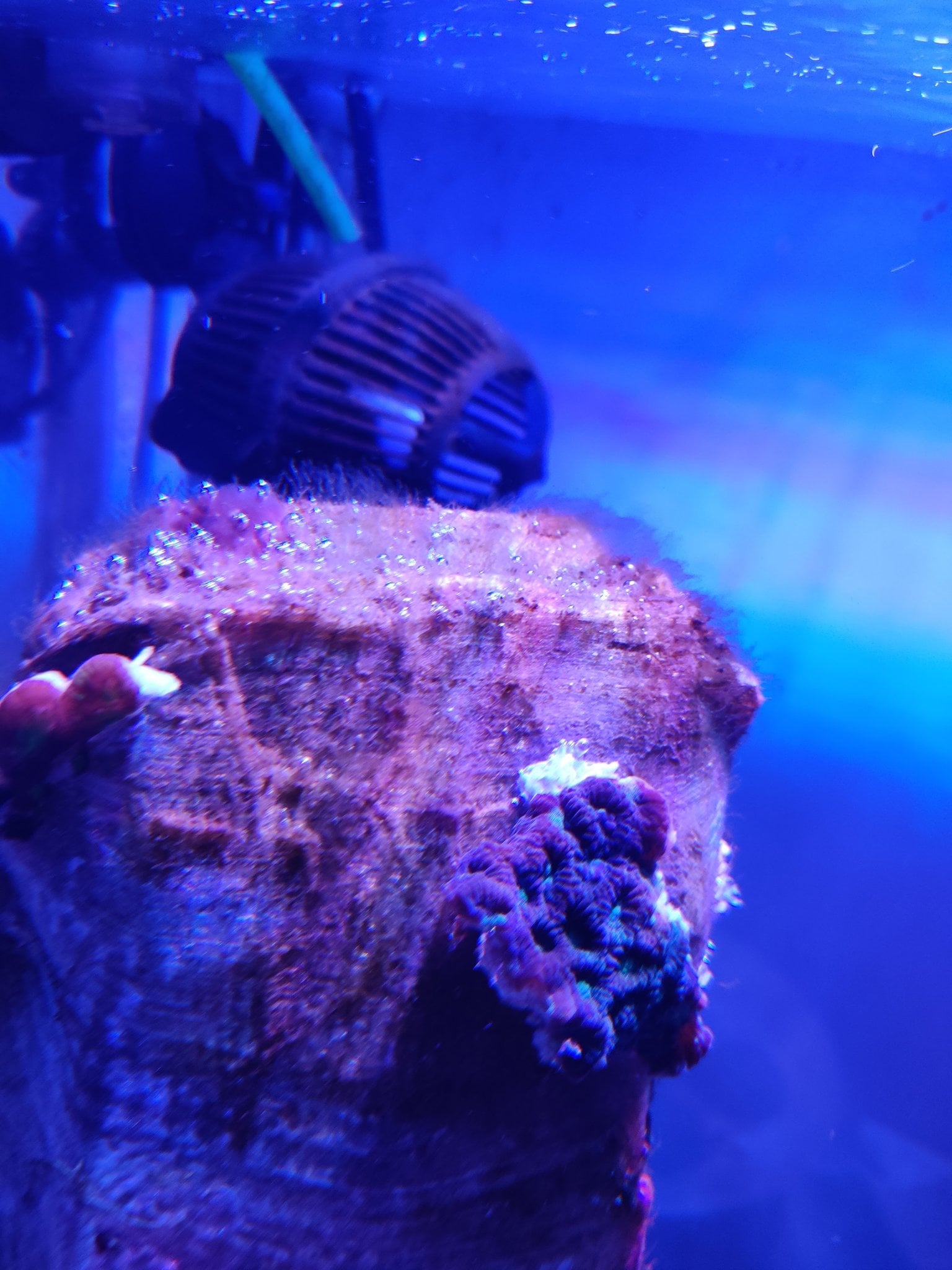 Growing reef ecosystem