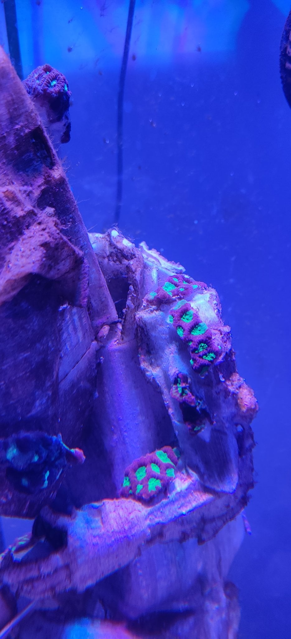 Corals enveloping the sculpture