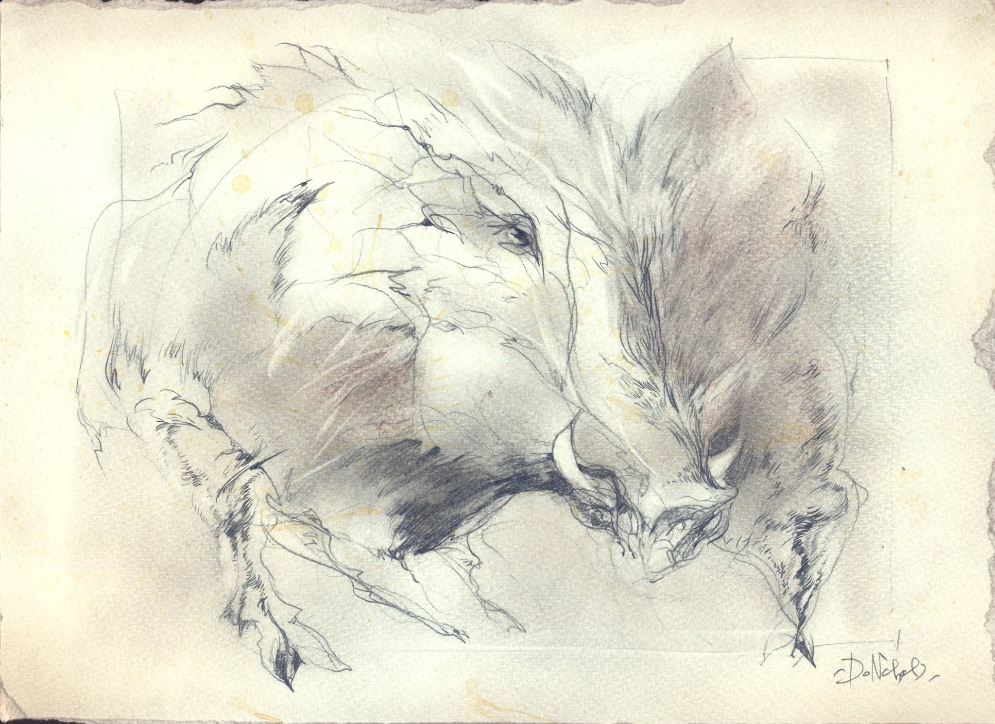 Codex Metamorphoses