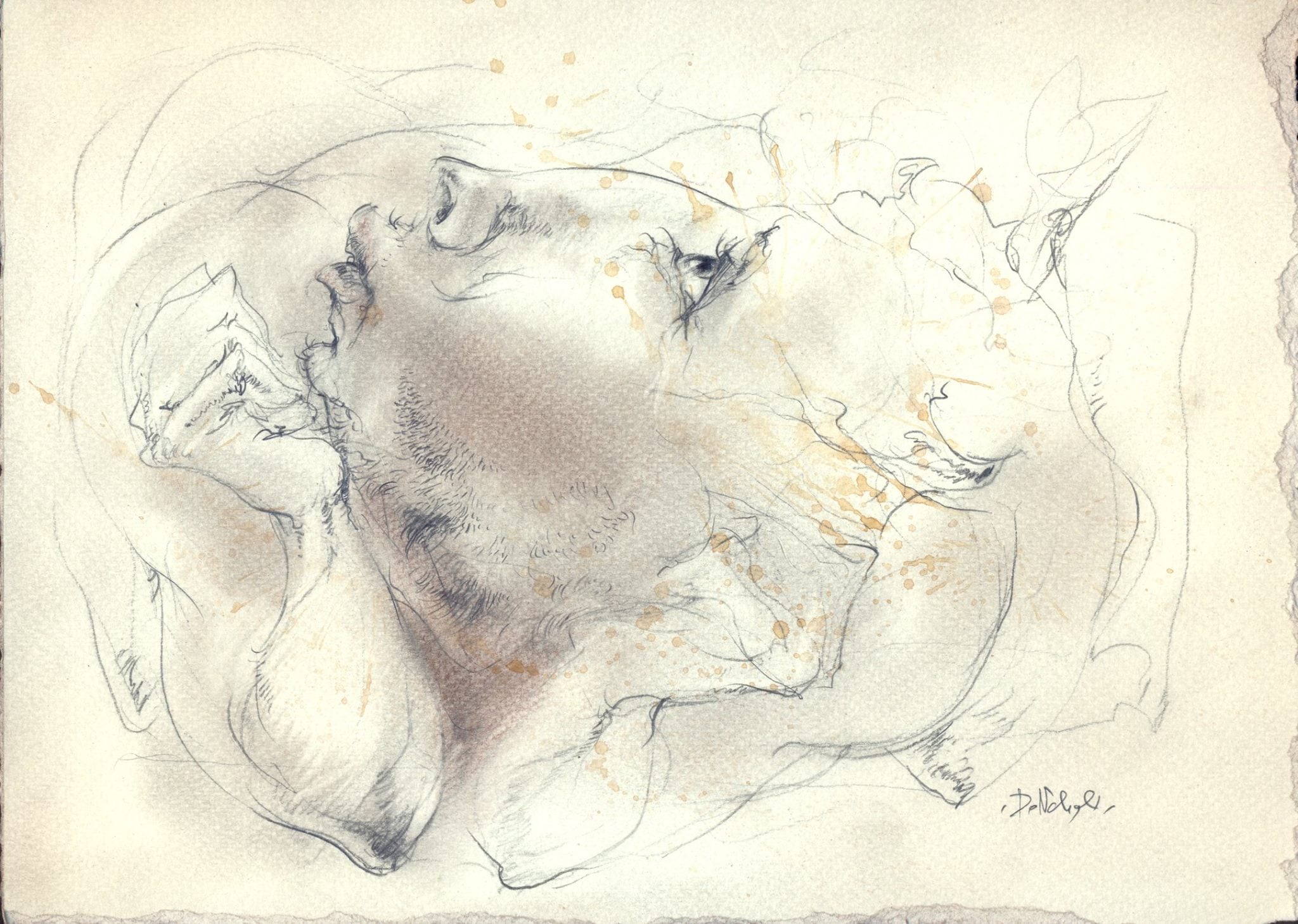 Codex Metamorphoses